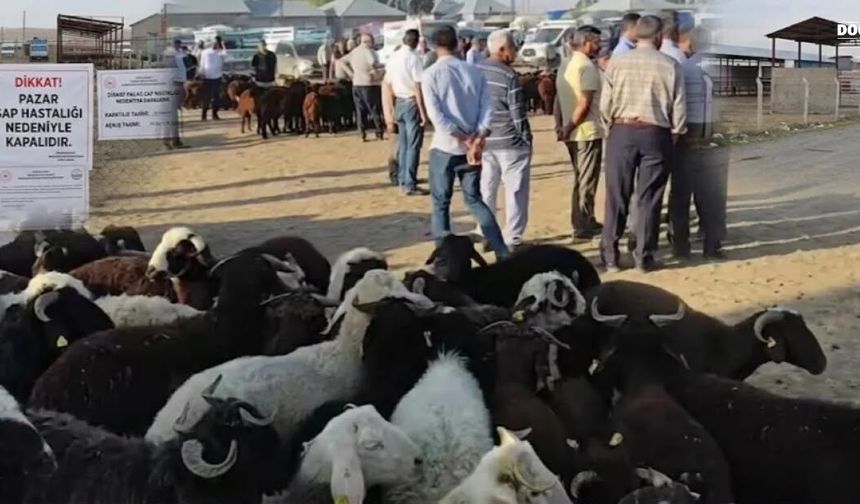 Ağrı’nın Patnos ilçesinde hayvan pazarı kapatıldı