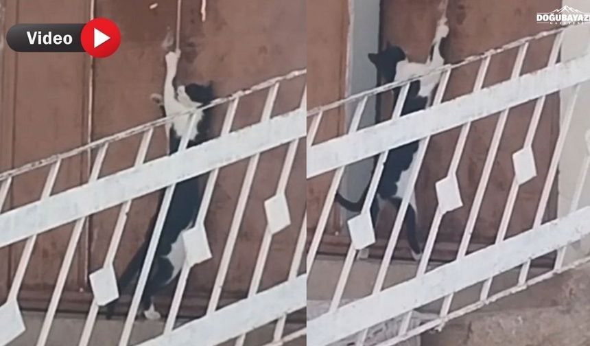Akıllı kedi kapıyı böyle açtı: İpi çekerek içeri girdi