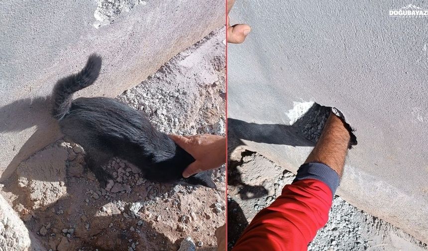 Doğubayazıt’ta mahsur kalan kedi için duvar kırıldı
