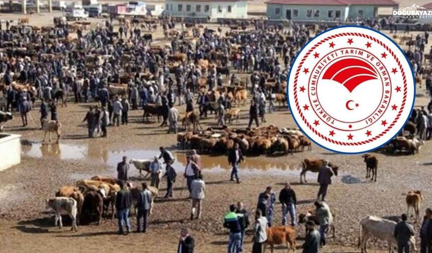 Ağrı Hayvan Borsası Kapatıldı! Müdür Yalanlamıştı, Resmi Açıklama Geldi
