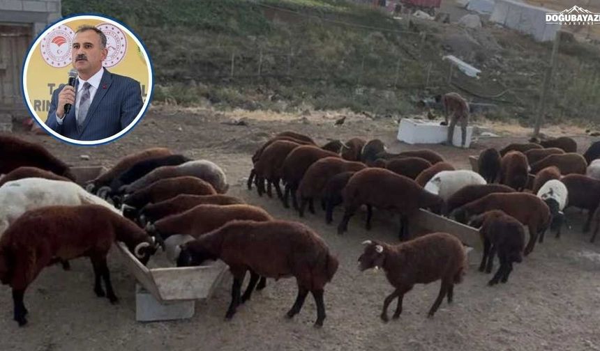Ağrı’da hayvan sahiplerine müjde! hayvancılığa yüzde 72’lik destek