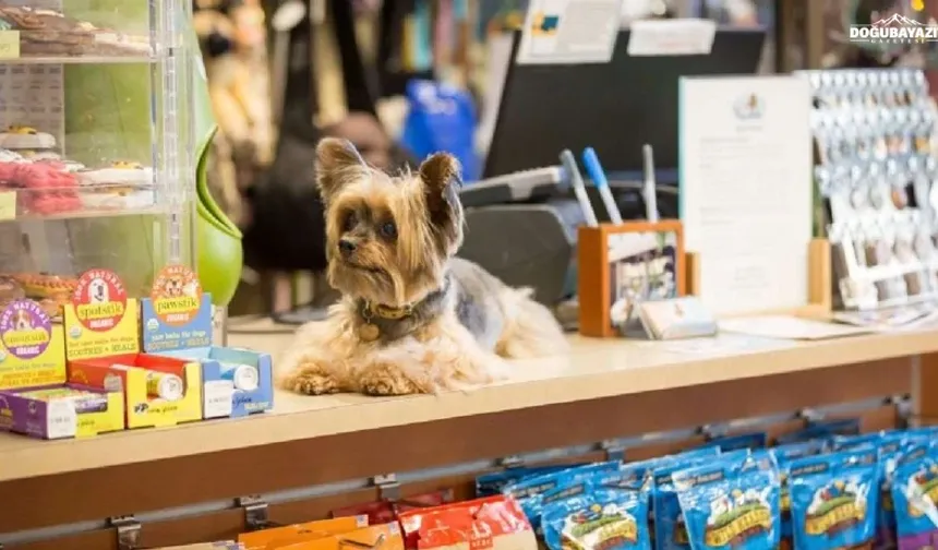 Köpek satın almak isteyenlere izin belgesi şartı getirildi