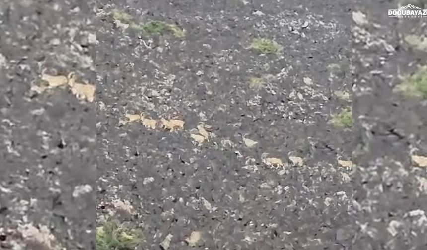 Ağrı Dağı'nda yer çekimine meydan okuyan dağ keçileri