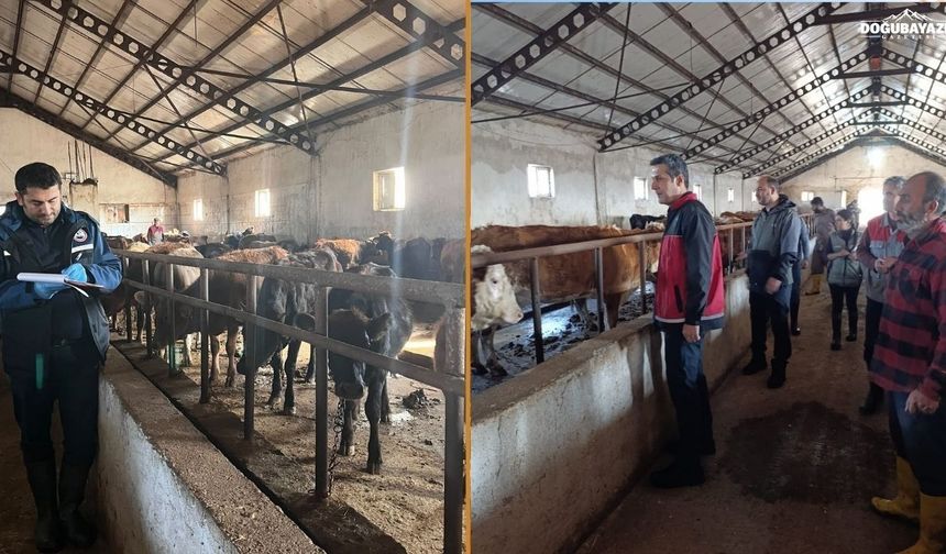 Ağrı'da şap hastalığına karşı aşılama sürüyor: Hayvan Borsası açıldı mı?