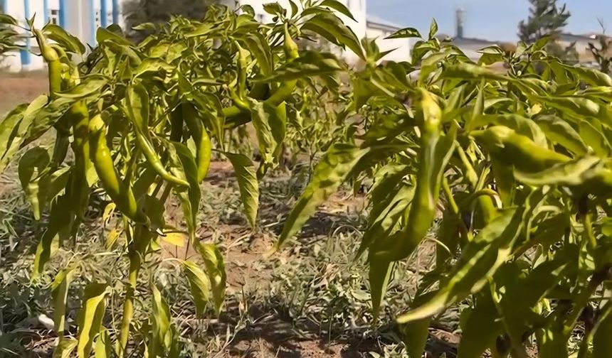 Ağrı’da kadın kent bostanında sezonun son hasadı yapıldı