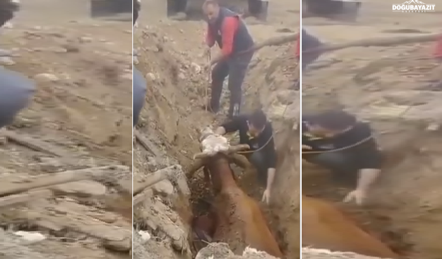 Doğubayazıt’ta Çukura Düşen Büyükbaş Hayvanı İtfaiye Ekipleri Kurtardı