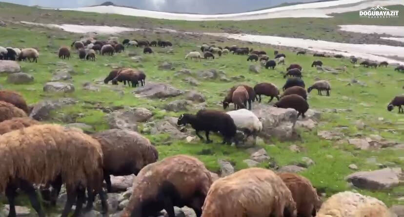 Ağrı'nın Çakırbey Yaylası'nda Iki Mevsim Bir Arada Yaşanıyor (2)