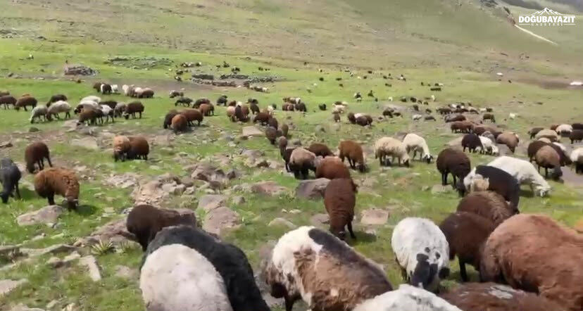 Ağrı'nın Çakırbey Yaylası'nda Iki Mevsim Bir Arada Yaşanıyor (3)