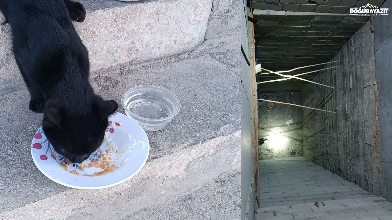 Doğubayazıt’ta Mahsur Kalan Kedi Için Duvar Kırıldı