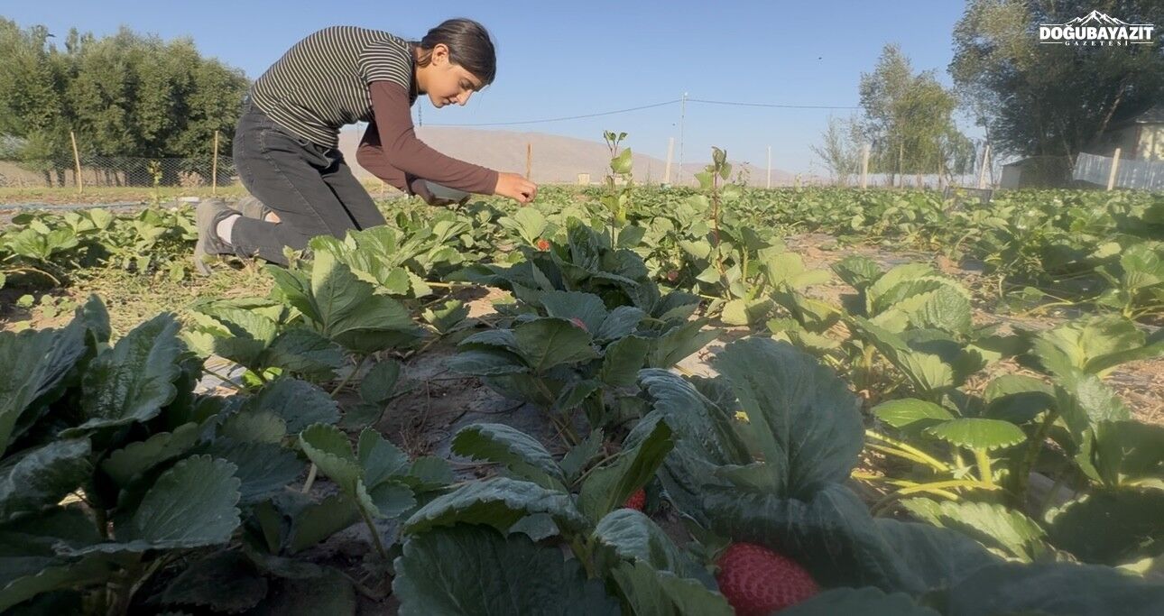 Doğu’da Alternatif Tarım Patnos’ta 5 Dönümlük Tarlada Çilek Hasadı1