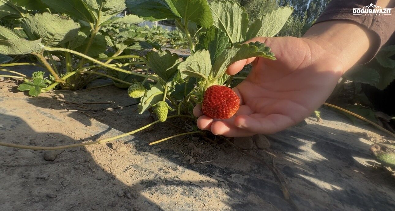 Doğu’da Alternatif Tarım Patnos’ta 5 Dönümlük Tarlada Çilek Hasadı3