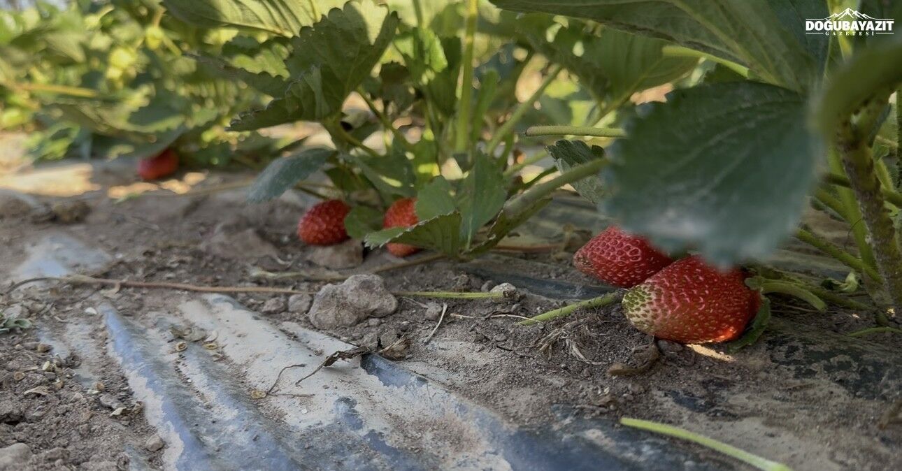Doğu’da Alternatif Tarım Patnos’ta 5 Dönümlük Tarlada Çilek Hasadı4