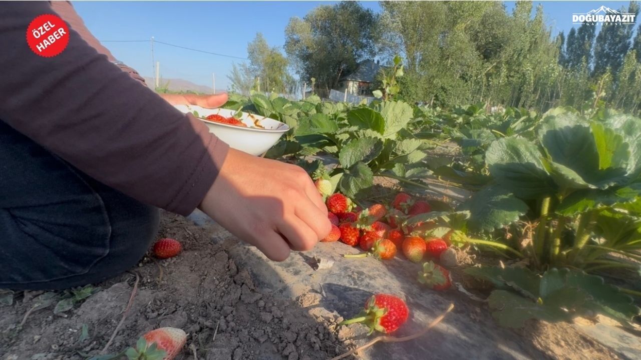 Doğu’da alternatif tarım: Patnos’ta 5 dönümlük tarlada çilek hasadı