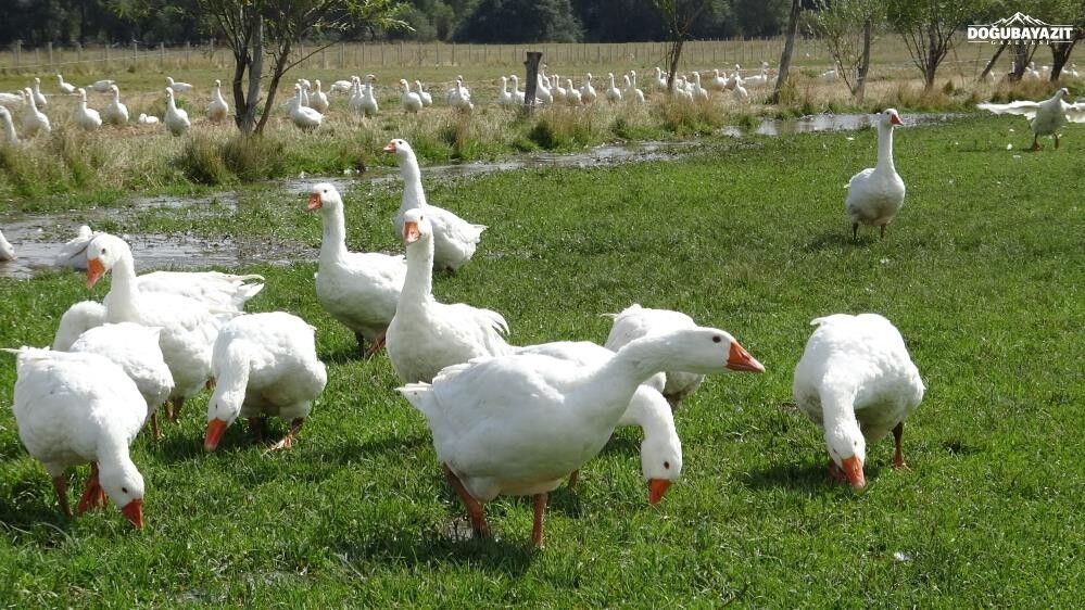 Kars'ta Başkanlığı Bıraktı, Kaz Yetiştirmeye Başladı
