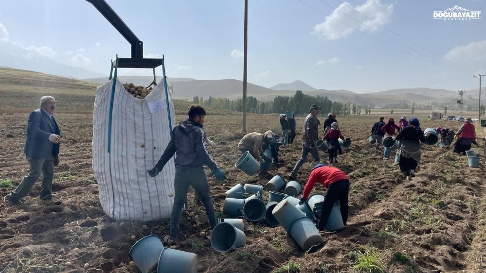 Ağrı toprakları cips fabrikalarının ana kaynağı oluyor!
