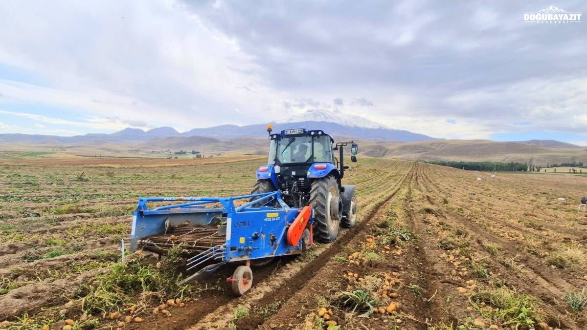 Ağrı Patnos’ta Patates Hasadı Başladı Çiftçiler Fiyatlardan Dertli