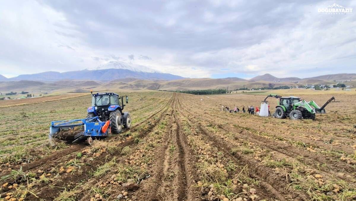 Ağrı Patnos’ta Patates Hasadı Başladı Çiftçiler Fiyatlardan Dertli1