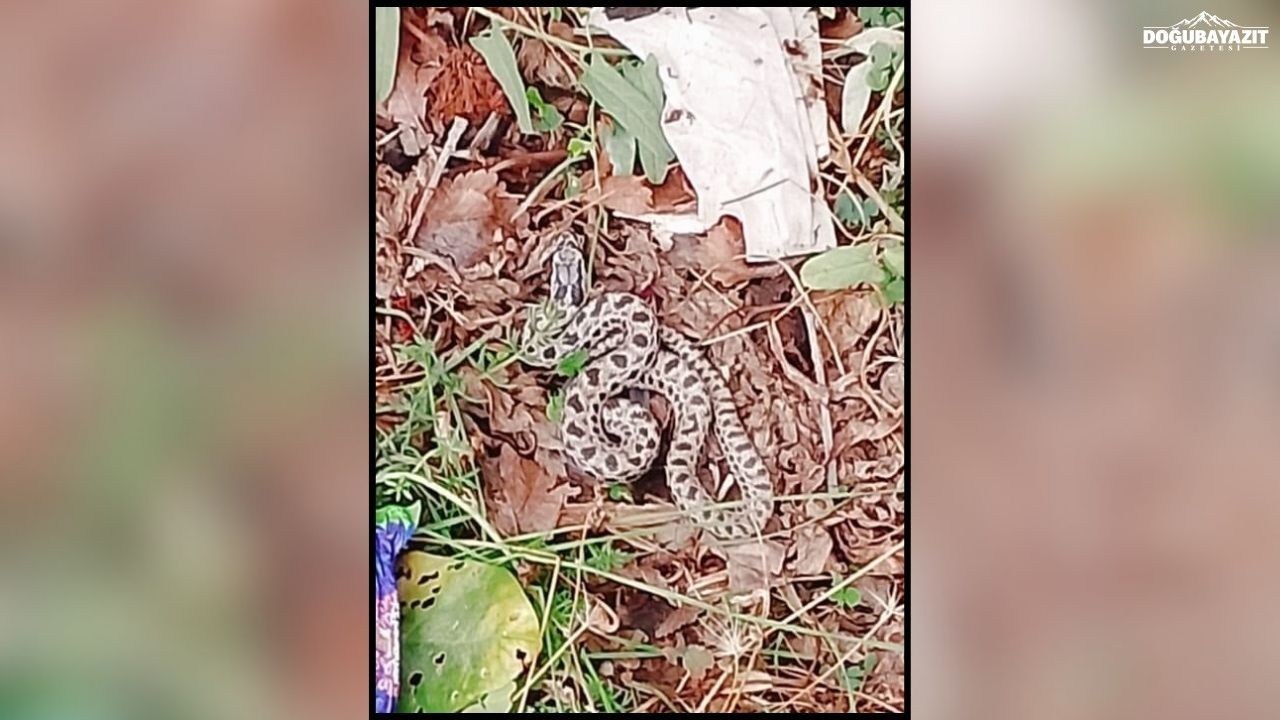 Ağrı'da evin bahçesinde yılan paniği: Yetkililer uyardı