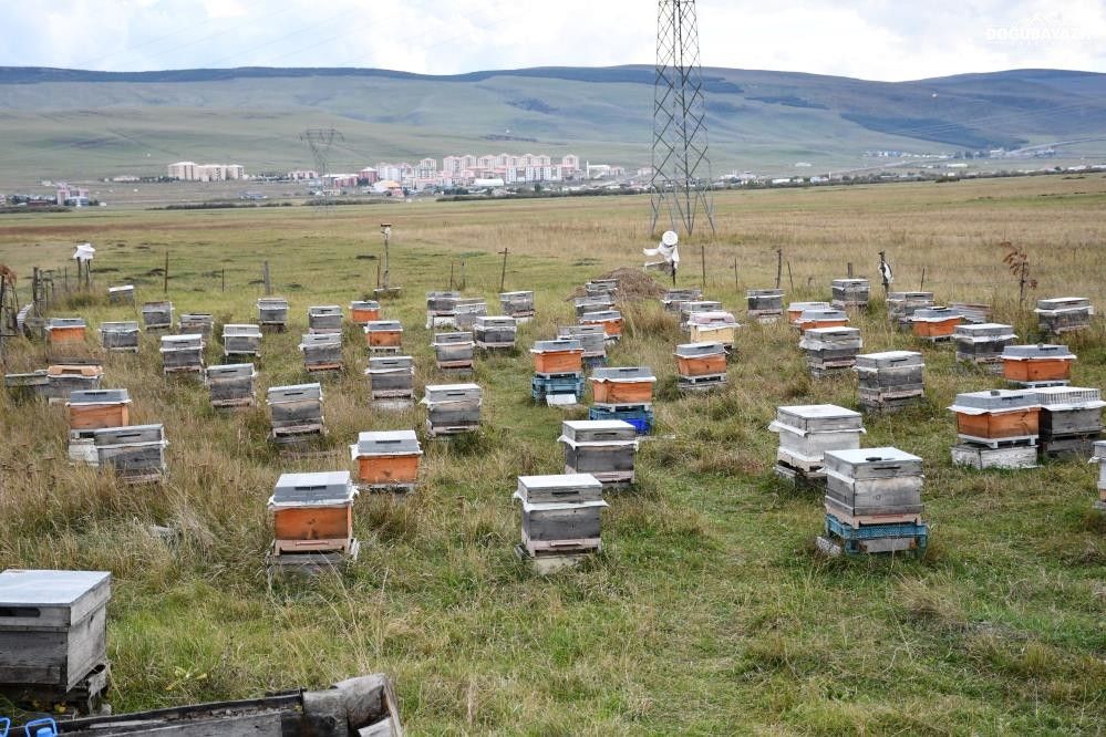 Ardahan'da Kovan Başına Ortalama 5 Kilo Bal Alındı (2)