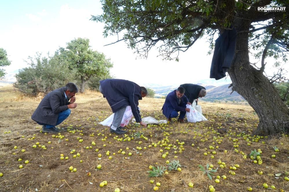 Muş'ta 110 bin ahlat ağacında armut hasadı sürüyor