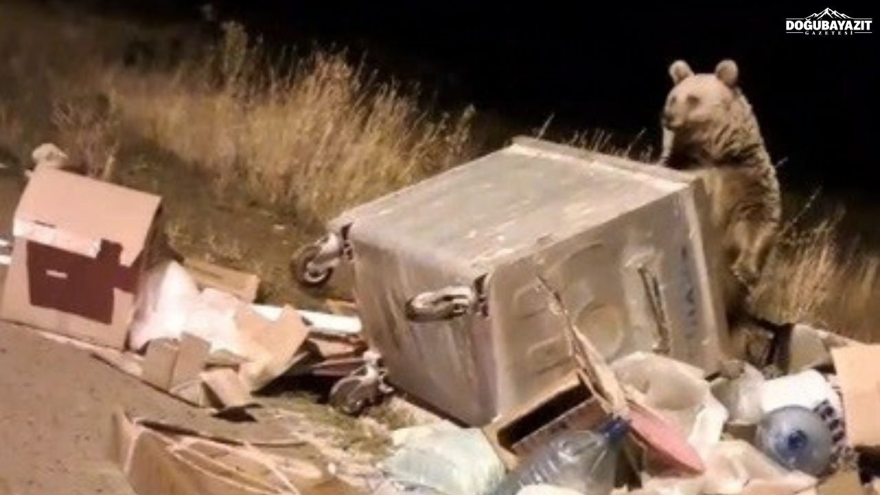 Sarıkamış Sokaklarında Boz Ayı Nöbeti Vatandaşlar Tedirgin1